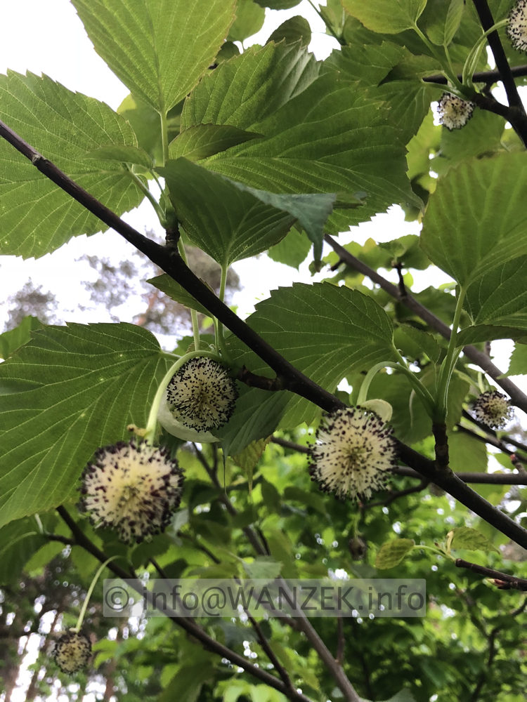 Davidia involucrata 02.jpeg